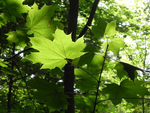 green maple leaves under the sunlight