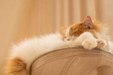 居眠りをするスコティッシュフォールド