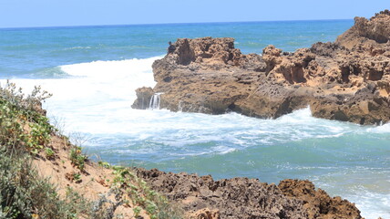 Coastal Wildflowers in Bloom Against Rocky Shoreline and Ocean Waves