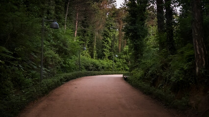 footpath in the woods