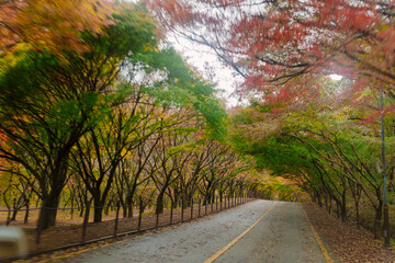 beautifully captures a scenic autumn road in Naejangsan, Korea, lined with trees exhibiting vibrant...