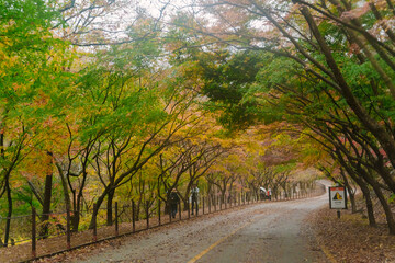 beautifully captures a scenic autumn road in Naejangsan, Korea, lined with trees exhibiting vibrant...