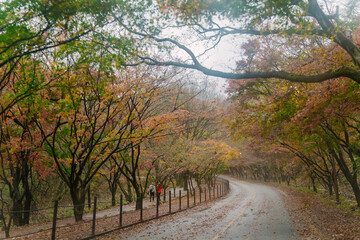 beautifully captures a scenic autumn road in Naejangsan, Korea, lined with trees exhibiting vibrant...