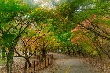 beautifully captures a scenic autumn road in Naejangsan, Korea, lined with trees exhibiting vibrant...