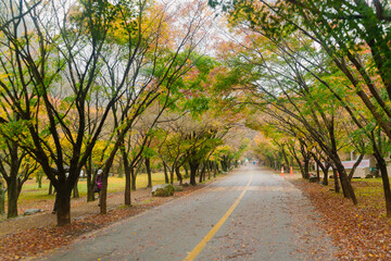 beautifully captures a scenic autumn road in Naejangsan, Korea, lined with trees exhibiting vibrant...