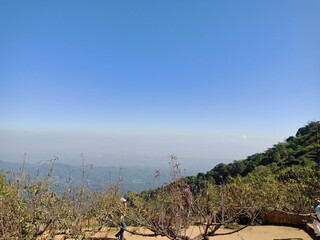 pine tree in the mountains
