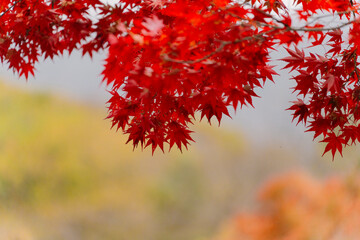 vibrant red maple leaves in focus against a soft, blurred background, signaling autumn’s arrival with a striking display of nature’s seasonal change.