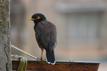 Indian Region Bird Common Mayna 