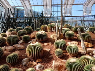 cactus in a greenhouse