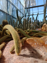 cactus in the desert