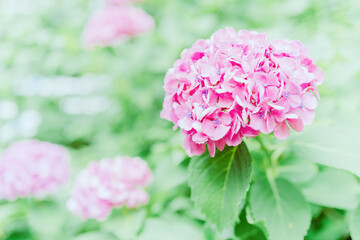 上野に咲く美しい紫陽花