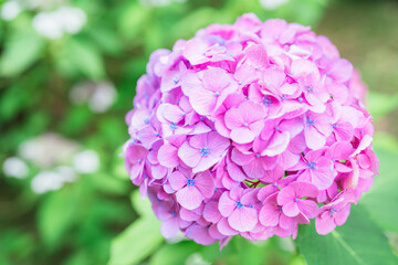 上野に咲く美しい紫陽花