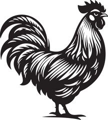 rooster illustration