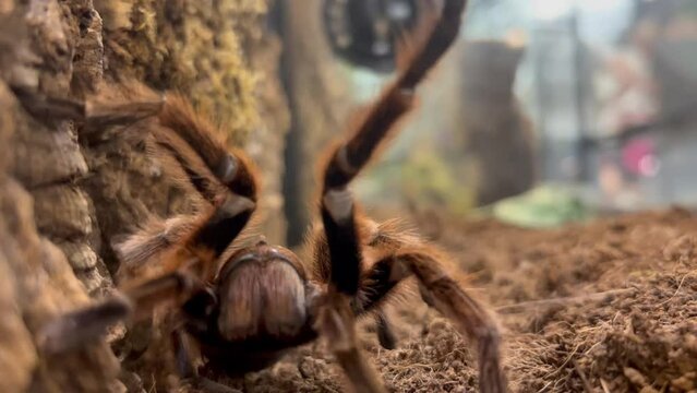 A large bird-eating spider with shaggy striped paws turns by moving its paws, turns and wiggles them, the spider is in focus, then out of focus. High quality 4k footage