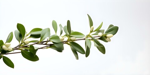 Decorative mistletoe stem with leaves for isolated display. Concept Holiday Decor, Mistletoe, Festive Display, Seasonal Props, Winter Foliage