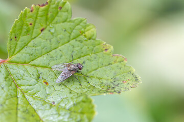 A close up of a fly on a green leaf with the hairs visible on its back and legs