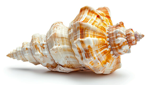 conch shell isolated on a white background