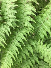 magic forest ferns leaf background