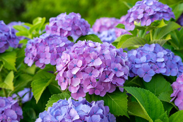 咲き乱れる6月の紫陽花