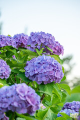 梅雨空の紫陽花