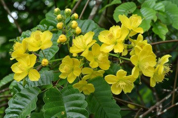 Fototapeta premium Vibrant yellow tropical flowers blooming against lush green foliage