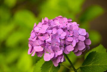 6月の紫陽花