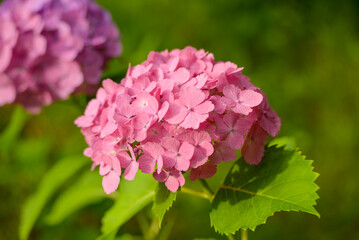 ピンク色の紫陽花