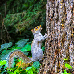 Gray Squirrel (Sciurus carolinensis) On a tree in the park, Manhattan