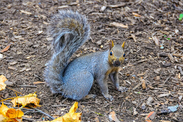 Gray Squirrel (Sciurus carolinensis) rodent squirrel looking for food in fallen leaves