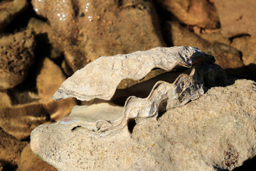 oyster in N.P. Brioni, Croatia