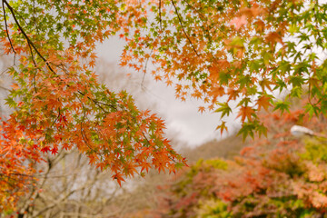 beautifully captures the autumn leaves at Naejangsan, Korea. The vibrant reds and oranges amidst the green foliage signal the change of seasons in a serene setting.