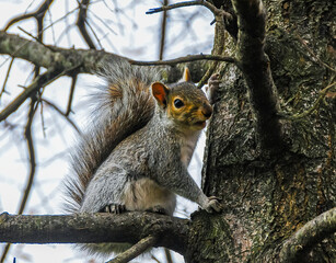 Gray Squirrel (Sciurus carolinensis) On a tree in the park, Manhattan