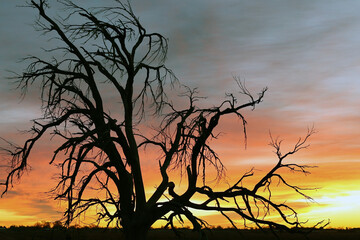 Dead tree on a bright new sunrise