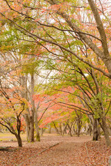 beautifully captures the autumn leaves at Naejangsan, Korea. The vibrant reds and oranges amidst the green foliage signal the change of seasons in a serene setting.