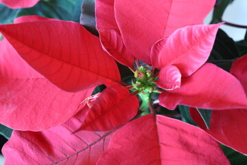 poinsettia close-up