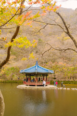 Fototapeta premium a traditional Korean pavilion with a blue tiled roof, situated on a lake surrounded by autumn foliage in Naejangsan National Park.