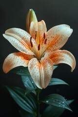 A Single Lily with Delicate Orange Petals