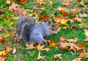 Gray Squirrel (Sciurus carolinensis) rodent squirrel looking for food in fallen leaves