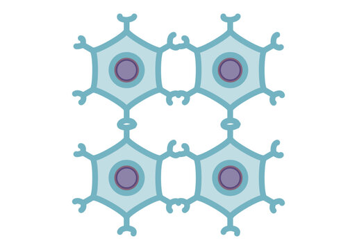 Neuronas del sistema nervioso unidas