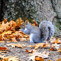 Gray Squirrel (Sciurus carolinensis) rodent squirrel looking for food in fallen leaves