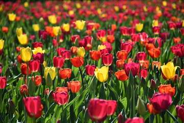 Obraz premium Tulips in the botanical garden, Montréal, Québec, Canada
