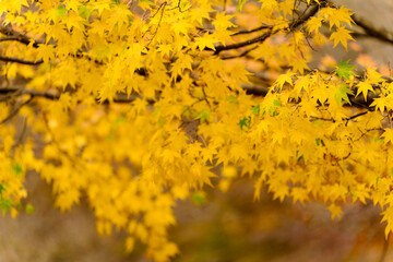 beautifully captures autumn leaves on a tree, where vibrant yellow hues dominate. A few green leaves persist, and a blurred background suggests a forest setting.