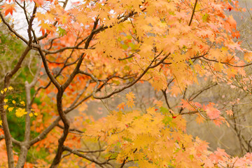 beautifully captures autumn leaves on a tree, where vibrant yellow hues dominate. A few green leaves persist, and a blurred background suggests a forest setting.