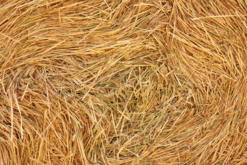 Close-up texture of dry straw of a haystack after harvesting.