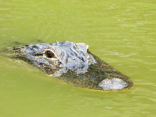 A Florida alligator eyes