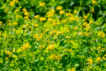 Summer background with yellow flowers.