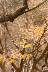 a close up of tree branches adorned with leaves transitioning from summer to autumn, showcasing a beautiful mix of green, yellow, and red hues.