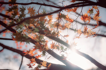 sunlight filtering through autumn leaves on a tree, creating a warm, tranquil atmosphere. The soft-focus background highlights the season’s beauty.