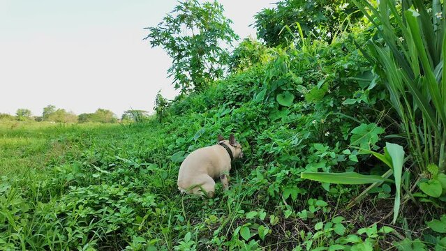 Side view French bulldog poop in the bush.
