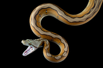 Reticulatus python morph albino motley orange glow, Reticulatus python snake, Reticulatus python ...
